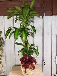 Dracaena Cane from Kircher's Flowers in Defiance and Paulding, OH