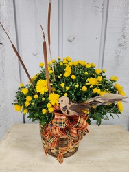 Fall Mum from Kircher's Flowers in Defiance and Paulding, OH