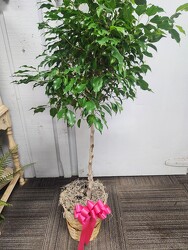 Ficus from Kircher's Flowers in Defiance and Paulding, OH