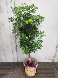 Ficus Braid from Kircher's Flowers in Defiance and Paulding, OH