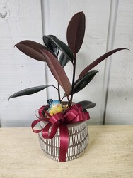 Ficus Burgundy  from Kircher's Flowers in Defiance and Paulding, OH