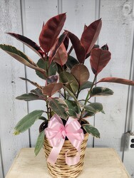 Ficus Tineke from Kircher's Flowers in Defiance and Paulding, OH