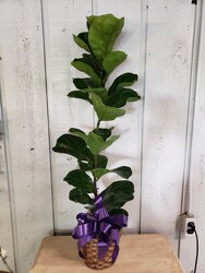 Fiddle Leaf Fig from Kircher's Flowers in Defiance and Paulding, OH