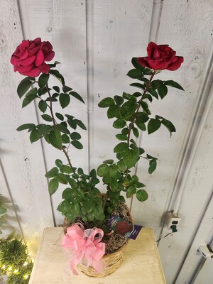 Firefighter Rose Bush