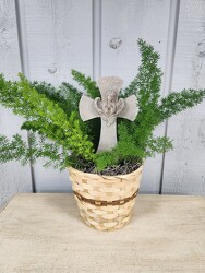 Foxtail Fern from Kircher's Flowers in Defiance and Paulding, OH