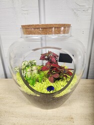 Frog Terrarium from Kircher's Flowers in Defiance and Paulding, OH