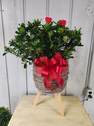 Gardenia Bush from Kircher's Flowers in Defiance and Paulding, OH