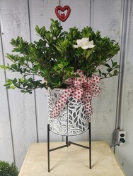Gardenia Bush from Kircher's Flowers in Defiance and Paulding, OH