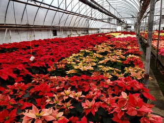 Poinsettias from Kircher's Flowers in Defiance and Paulding, OH