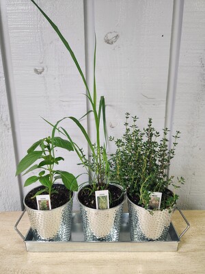 Herb Garden
