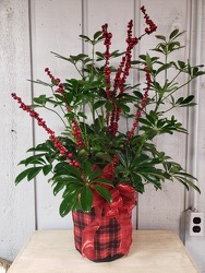 Plaid Schefflera from Kircher's Flowers in Defiance and Paulding, OH