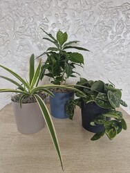 House Plant Trio from Kircher's Flowers in Defiance and Paulding, OH