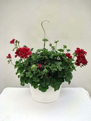 Ivy Geranium Hanging Basket from Kircher's Flowers in Defiance and Paulding, OH