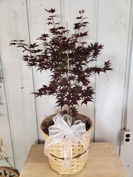 Japanese Maple from Kircher's Flowers in Defiance and Paulding, OH