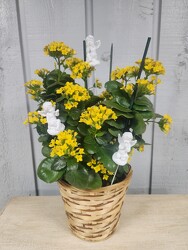 Kalanchoe from Kircher's Flowers in Defiance and Paulding, OH