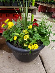 Medium Combination Pot from Kircher's Flowers in Defiance and Paulding, OH