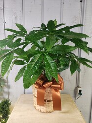 Large Money Tree from Kircher's Flowers in Defiance and Paulding, OH