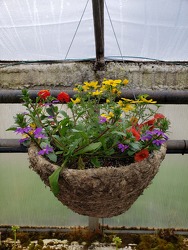 Moss Hanging Basket- Sun from Kircher's Flowers in Defiance and Paulding, OH