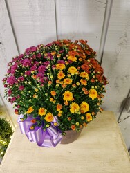 Mumbo from Kircher's Flowers in Defiance and Paulding, OH