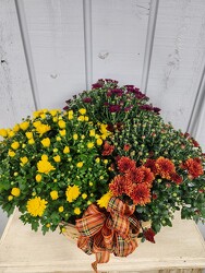 Mums Galore from Kircher's Flowers in Defiance and Paulding, OH