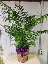 Neanthe Bella Palm from Kircher's Flowers in Defiance and Paulding, OH
