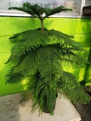 Norfolk Island Pine from Kircher's Flowers in Defiance and Paulding, OH