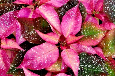 Dyed Poinsettia (Large) from Kircher's Flowers in Defiance and Paulding, OH