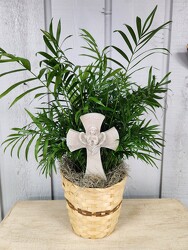 Palm Plant from Kircher's Flowers in Defiance and Paulding, OH