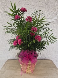 Palm Plant from Kircher's Flowers in Defiance and Paulding, OH