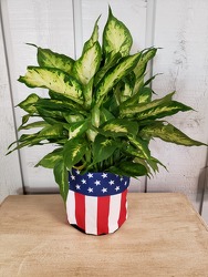 Patriotic from Kircher's Flowers in Defiance and Paulding, OH