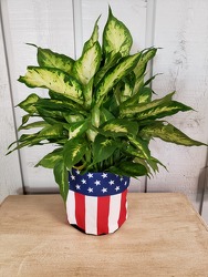 Patriotic from Kircher's Flowers in Defiance and Paulding, OH