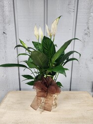 Peaceful Petals from Kircher's Flowers in Defiance and Paulding, OH