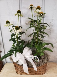 Perennial Basket from Kircher's Flowers in Defiance and Paulding, OH