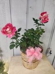 Picture Perfect Rose Bush from Kircher's Flowers in Defiance and Paulding, OH