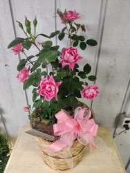Pink Double Knock Out Rose Bush from Kircher's Flowers in Defiance and Paulding, OH