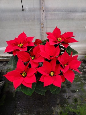 Red 1 Branch Poinsettia Plant
