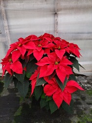 Red 2 Branch Poinsettia Plant from Kircher's Flowers in Defiance and Paulding, OH