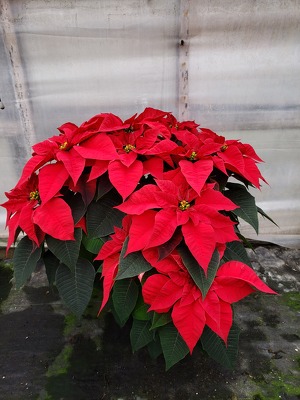 Red 2 Branch Poinsettia Plant