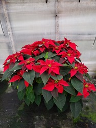 Red 3 Branch Poinsettia Plant from Kircher's Flowers in Defiance and Paulding, OH