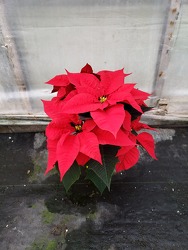 Red Mini Poinsettia from Kircher's Flowers in Defiance and Paulding, OH