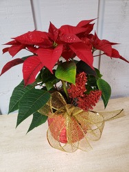 Glistening Poinsettia  from Kircher's Flowers in Defiance and Paulding, OH