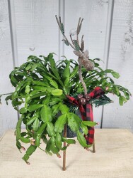 Rudolph from Kircher's Flowers in Defiance and Paulding, OH