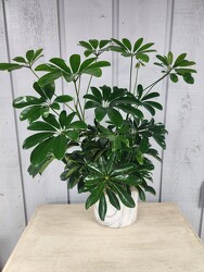 Refined Planter from Kircher's Flowers in Defiance and Paulding, OH