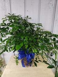 Schefflera from Kircher's Flowers in Defiance and Paulding, OH