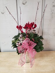 Cyclamen Planter from Kircher's Flowers in Defiance and Paulding, OH