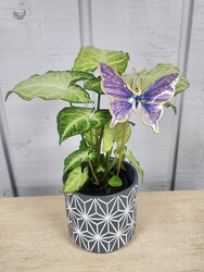 Simply Sweet from Kircher's Flowers in Defiance and Paulding, OH