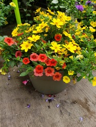 Small Combination Pot from Kircher's Flowers in Defiance and Paulding, OH