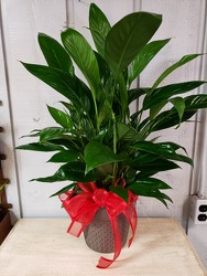 Sophisticated Peace Lily  from Kircher's Flowers in Defiance and Paulding, OH