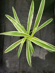 Spider Plant from Kircher's Flowers in Defiance and Paulding, OH