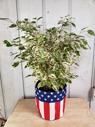 Stars and Stripes  from Kircher's Flowers in Defiance and Paulding, OH